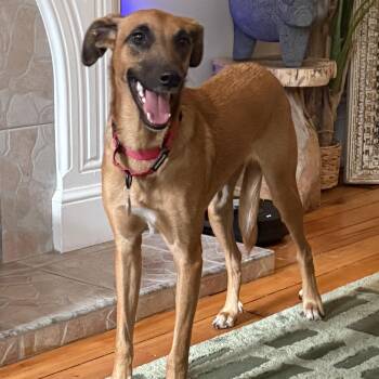 Greyhound Dogs Available for Adoption - Kobe | PetCurious