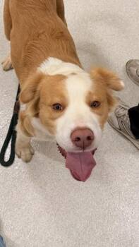 Border Collie and Terrier Dogs Available for Adoption in Honolulu, Hawaii - Oakley | PetCurious