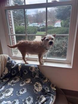 Cairn Terrier and Norfolk Terrier Dogs Available for Adoption in Plymouth, Connecticut - Finn | PetCurious