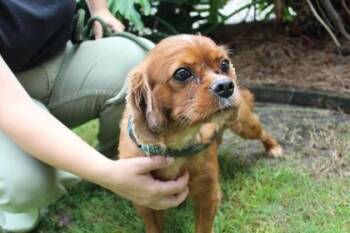 Bentley -  Cavalier King Charles Spaniel and Mixed Breed Dog for Adoption in Brunswick, Georgia - Bentley | PetCurious