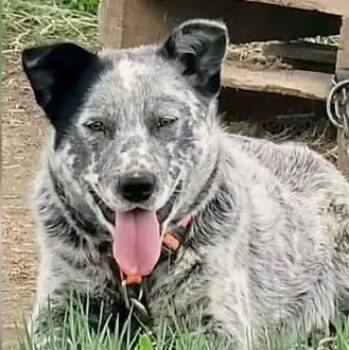 Husky Dogs Available for Adoption - Eeyore | PetCurious