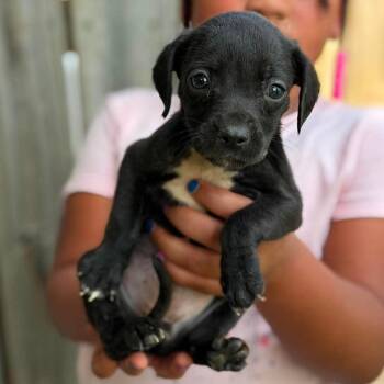 Ava -  Mixed Breed Dog for Adoption in Buffalo, Minnesota - Ava | PetCurious