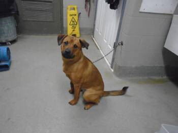 Rescue Terrier Dogs for Adoption in Hopkinsville, Kentucky - Bloom | PetCurious