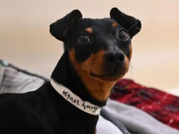 Grizzly -  Miniature Pinscher Dog for Adoption in Portland, Oregon - Grizzly | PetCurious