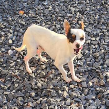 Chihuahua Dogs Available for Adoption - Espite | PetCurious