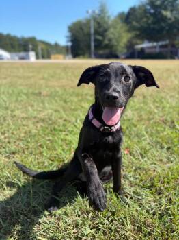 Kate -  Labrador Retriever Dog for Adoption in Wando, South Carolina - Kate | PetCurious