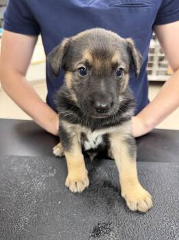 Pup 1 -  Cattle Dog Dog for Adoption in Vancouver, Washington - Pup 1 | PetCurious