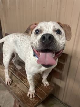 Rescue Pit Bull Terrier and Mixed Breed Dogs for Adoption in Bloomsburg, Pennsylvania - Violet | PetCurious