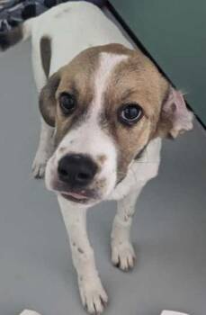 Trout~FOSTER or FOSTER TO ADOPT NEEDED~ -  Labrador Retriever Dog for Adoption in Minneapolis, Minnesota - Trout~FOSTER Or FOSTER TO ADOPT NEEDED~ | PetCurious