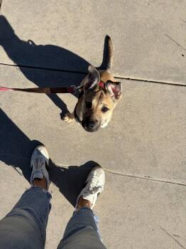 LOIS -  Australian Shepherd Dog for Adoption in Broomfield, Colorado - LOIS | PetCurious