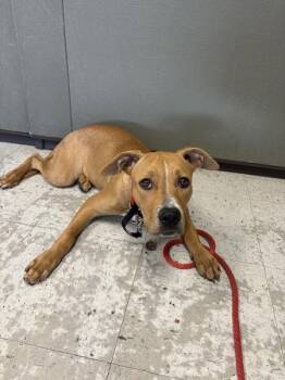 *Baghette* -  Pit Bull Terrier Dog for Adoption in Salt Lake City, Utah - *Baghette* | PetCurious