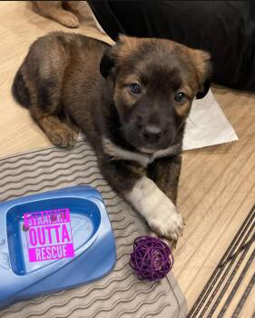 Shepherd Dogs Available for Adoption - Samui  | PetCurious