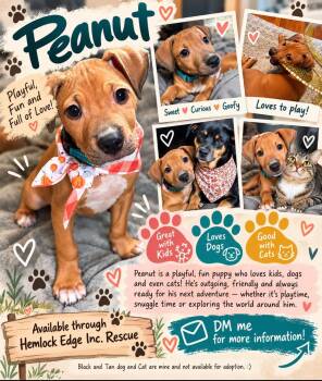 Baby Peanuts -  Terrier and Mixed Breed Dog for Adoption in Center Square, Pennsylvania - Baby Peanuts | PetCurious