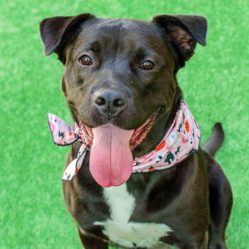 Rescue Rottweiler and Staffordshire Bull Terrier Dogs for Adoption in Burlingame, California - Octavia | PetCurious