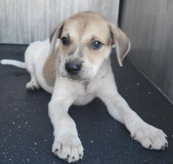 SMURF -  Shepherd and Mixed Breed Dog for Adoption in San Antonio, Texas - SMURF | PetCurious