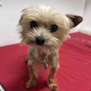 Clybourn - Foster Home Needed -  Yorkshire Terrier Dog for Adoption in Hartland, Wisconsin - Clybourn - Foster Home Needed | PetCurious