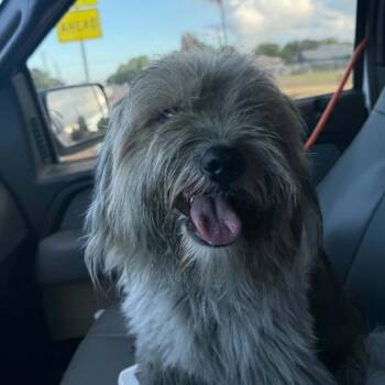 TXAC-Stray-19999 -  Shih Tzu Dog for Adoption in Portland, Texas - TXAC-Stray-19999 | PetCurious