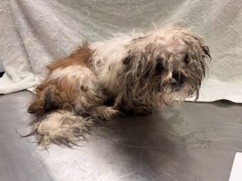 SCHMIDT -  Terrier and Mixed Breed Dog for Adoption in Ontario, California - SCHMIDT | PetCurious