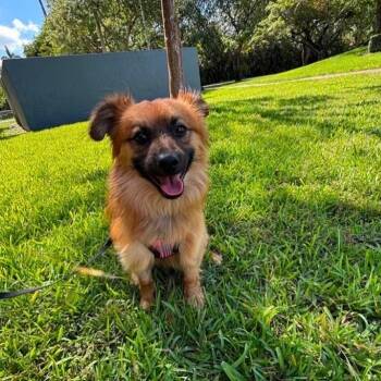Cowboy -  Mixed Breed Dog for Adoption in Jupiter, Florida - Cowboy | PetCurious