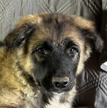 Australian Shepherd and Great Pyrenees Dogs Available for Adoption - Charming  | PetCurious