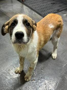 Silas -  German Shepherd Dog Dog for Adoption in Munfordville, Kentucky - Silas | PetCurious