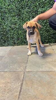 pup2 -  Boxer and Mixed Breed Dog for Adoption in El Paso, Texas - Pup2 | PetCurious