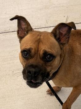 KYLO 35 Pounds 6 years old Sweetie Pie Great Apt Dog -  Black Mouth Cur Dog for Adoption in Charlottesville, Virginia - KYLO 35 Pounds 6 Years Old Sweetie Pie Great Apt Dog | PetCurious