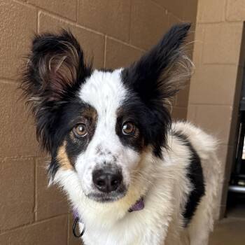 Yoda -  Collie and Shepherd Dog for Adoption in Bulverde, Texas - Yoda | PetCurious