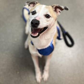 Chance -  Mixed Breed Dog Available for Adoption in Janesville, Wisconsin - Chance | PetCurious