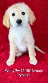 Great Pyrenees and Retriever Dogs Available for Adoption in Brewster, New York - Penny (P Puppies) | PetCurious
