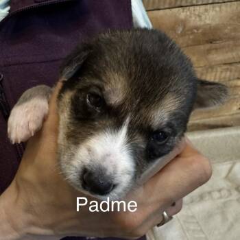 Mixed Breed Dogs Available for Adoption in Bartlett, Tennessee - Padme | PetCurious