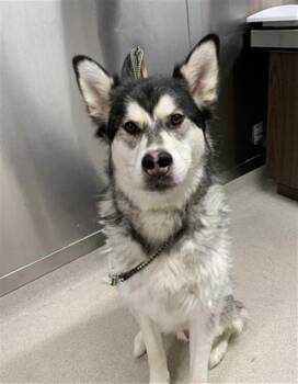 JULIO -  Siberian Husky and Labrador Retriever Dog for Adoption in Fairbanks, Alaska - JULIO | PetCurious