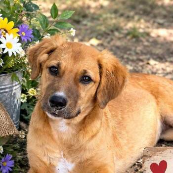 LILA -  Retriever Dog for Adoption in Locust Fork, Alabama - LILA | PetCurious