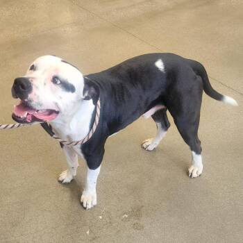 Pit Bull Terrier Dogs Available for Adoption in York, Pennsylvania - YORK-Stray-15408_2 | PetCurious