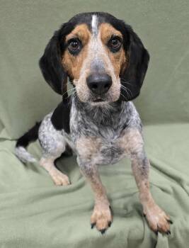 Rescue Beagle Dogs for Adoption in Frankfort, Indiana - Ezra | PetCurious