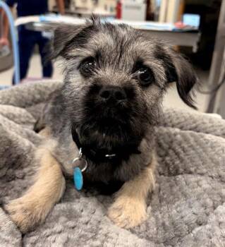 Miniature Schnauzer and Pug Dogs Available for Adoption in Norfolk, Virginia - Grizzle | PetCurious
