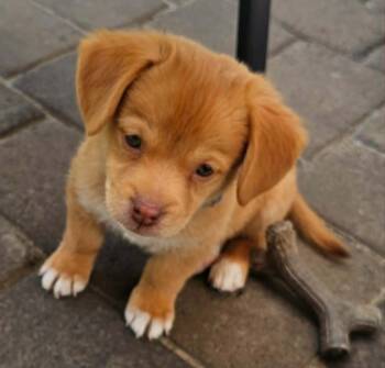 Mixed Breed Dogs Available for Adoption in Mesa, Arizona - Derpy | PetCurious