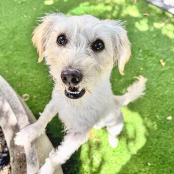 Lexie -  Terrier Dog for Adoption in Oakland, California - Lexie | PetCurious