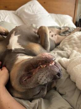 Laguardia -  Mixed Breed Dog for Adoption in New York, New York - Laguardia | PetCurious