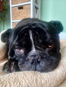 Rescue American Bulldog Dogs for Adoption in New Hope, Pennsylvania - Caeser | PetCurious