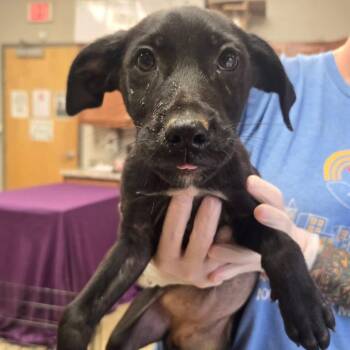Iris Kate - 082816U -  Australian Shepherd and Mixed Breed Dog for Adoption in Tupelo, Mississippi - Iris Kate - 082816U | PetCurious
