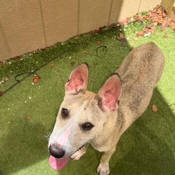 Vita 1895/4314 -  Mixed Breed Dog for Adoption in Loxahatchee Groves, Florida - Vita 1895/4314 | PetCurious
