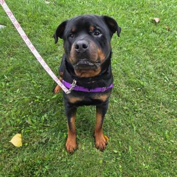 Noodle -  Mixed Breed Dog for Adoption in Oshkosh, Wisconsin - Noodle | PetCurious