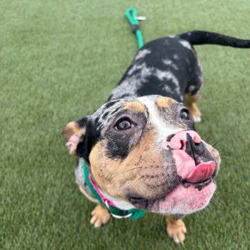 Bubbles -  Mixed Breed Dog for Adoption in Philadelphia, Pennsylvania - Bubbles | PetCurious