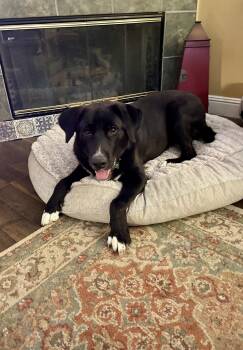 Berry -  Labrador Retriever Dog for Adoption in San Diego, California - Berry | PetCurious