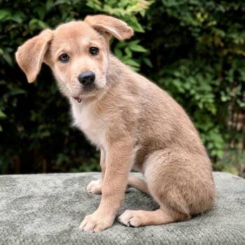 German Shepherd Dog and Retriever Dogs Available for Adoption in Tyrone, Georgia - Anna Maria 05-0911 | PetCurious