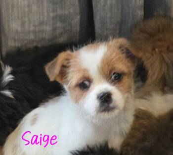 Shih Tzu and Rat Terrier Dogs Available for Adoption - Saige | PetCurious