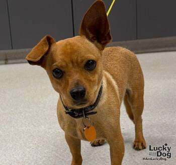 Tito -  Chihuahua Dog for Adoption in Washington, District Of Columbia - Tito | PetCurious