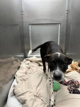 Rescue Mixed Breed Dogs for Adoption in Memphis, Tennessee - Brenda | PetCurious