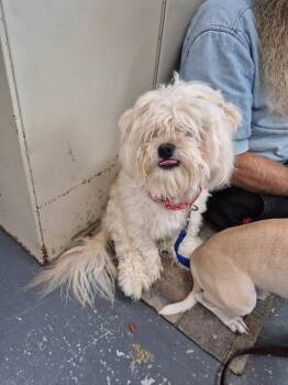Tater -  Shih Tzu Dog for Adoption in Linton, Indiana - Tater | PetCurious
